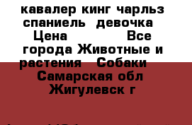  кавалер кинг чарльз спаниель -девочка › Цена ­ 45 000 - Все города Животные и растения » Собаки   . Самарская обл.,Жигулевск г.